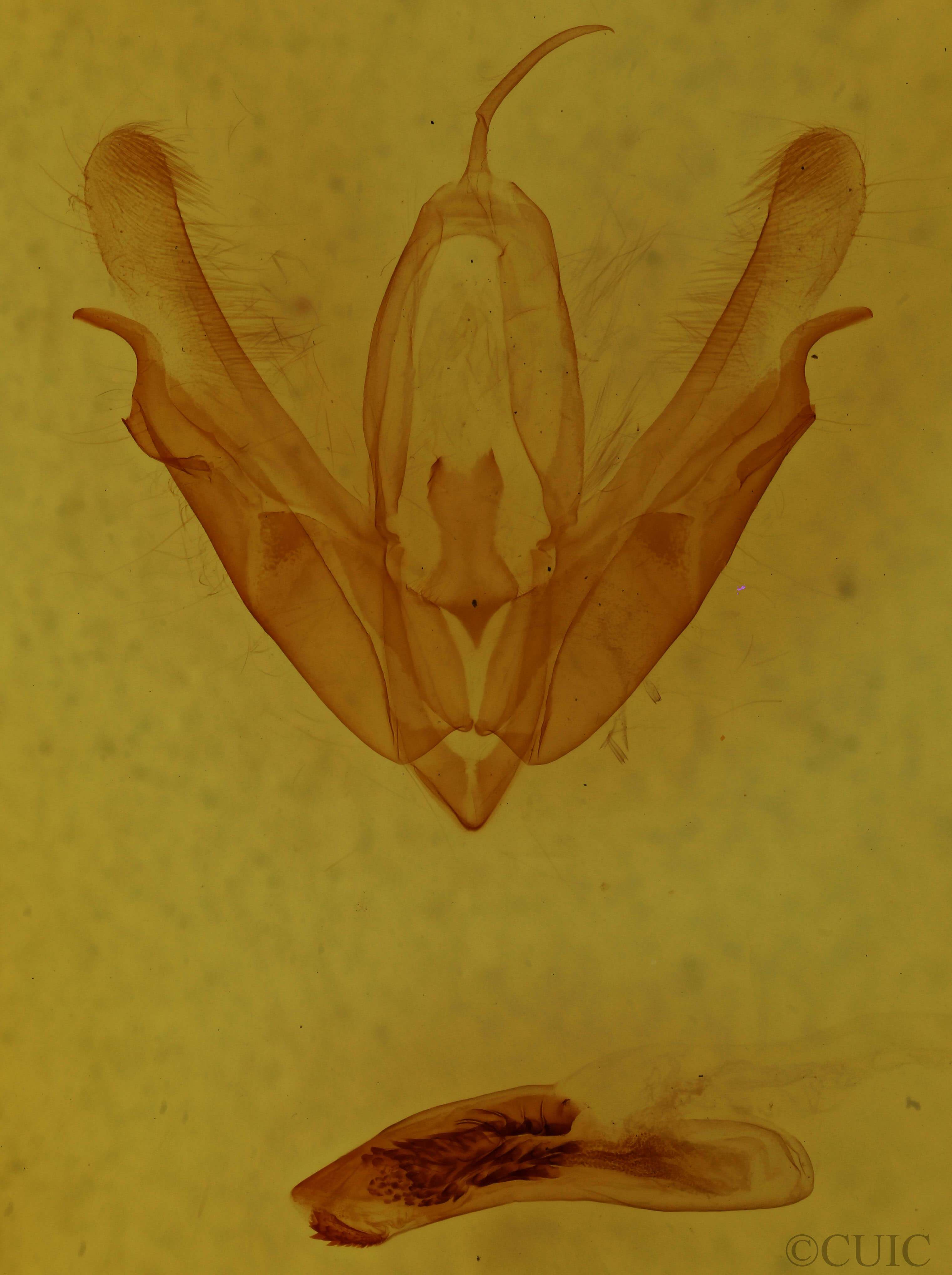 genitalia view of adult Acronicta interrupta