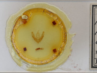 slide view of adult Acronicta interrupta