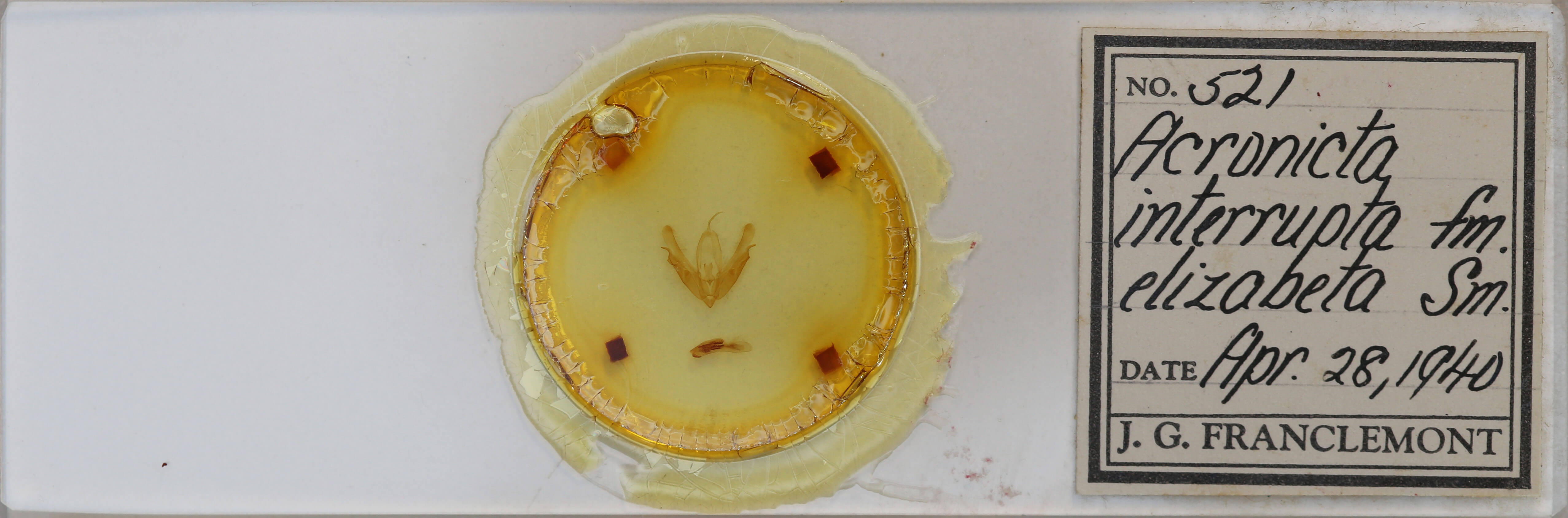 slide view of adult Acronicta interrupta