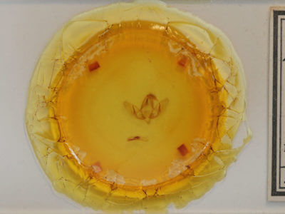 slide view of adult Acronicta lepusculina