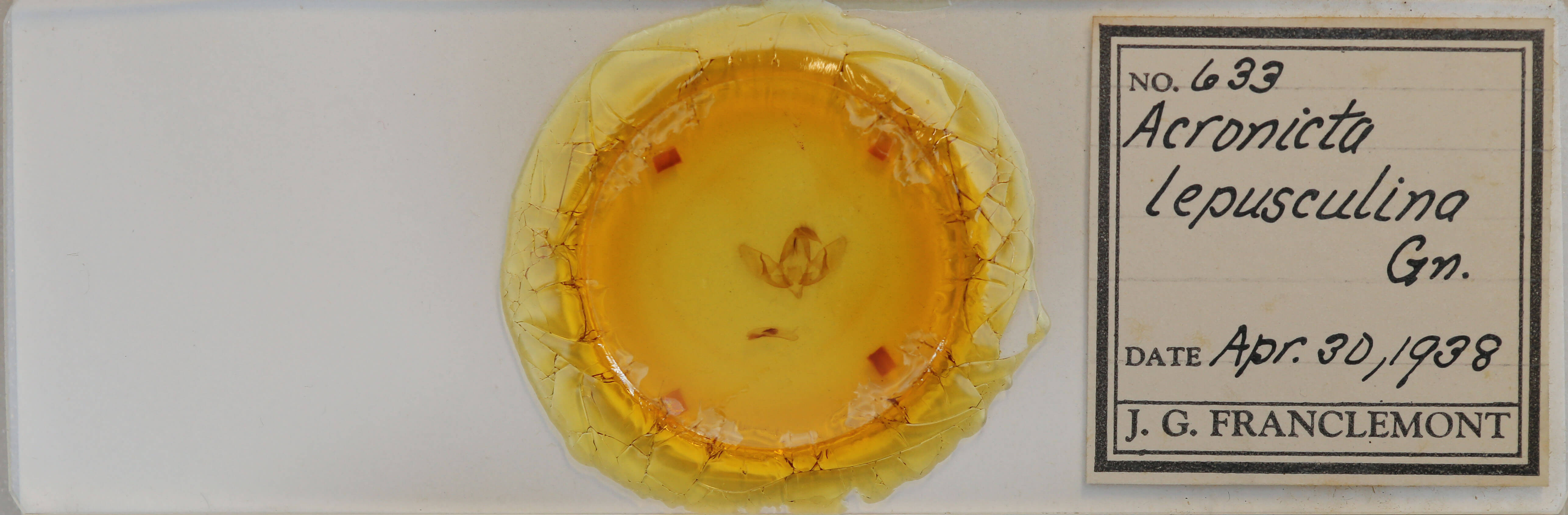 slide view of adult Acronicta lepusculina