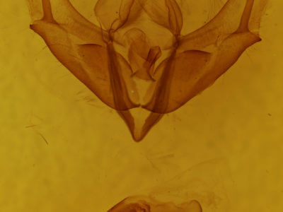 genitalia view of adult Acronicta longa