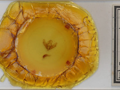 slide view of adult Acronicta longa