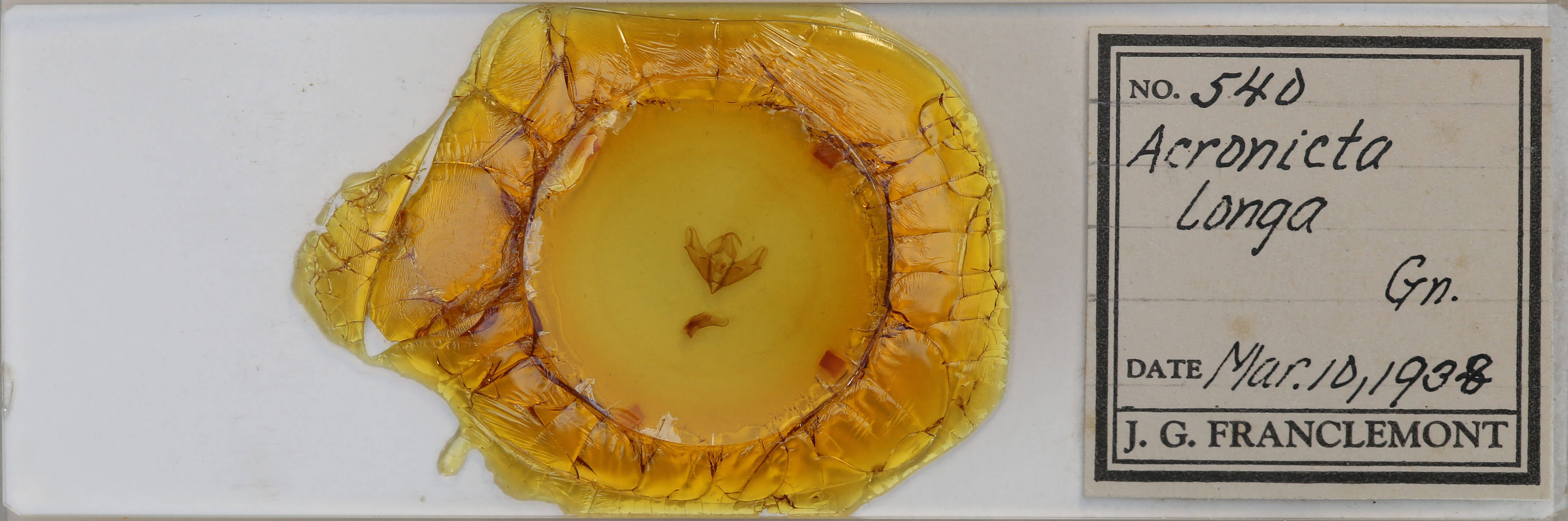 slide view of adult Acronicta longa