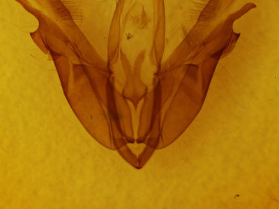 genitalia view of adult Acronicta morula