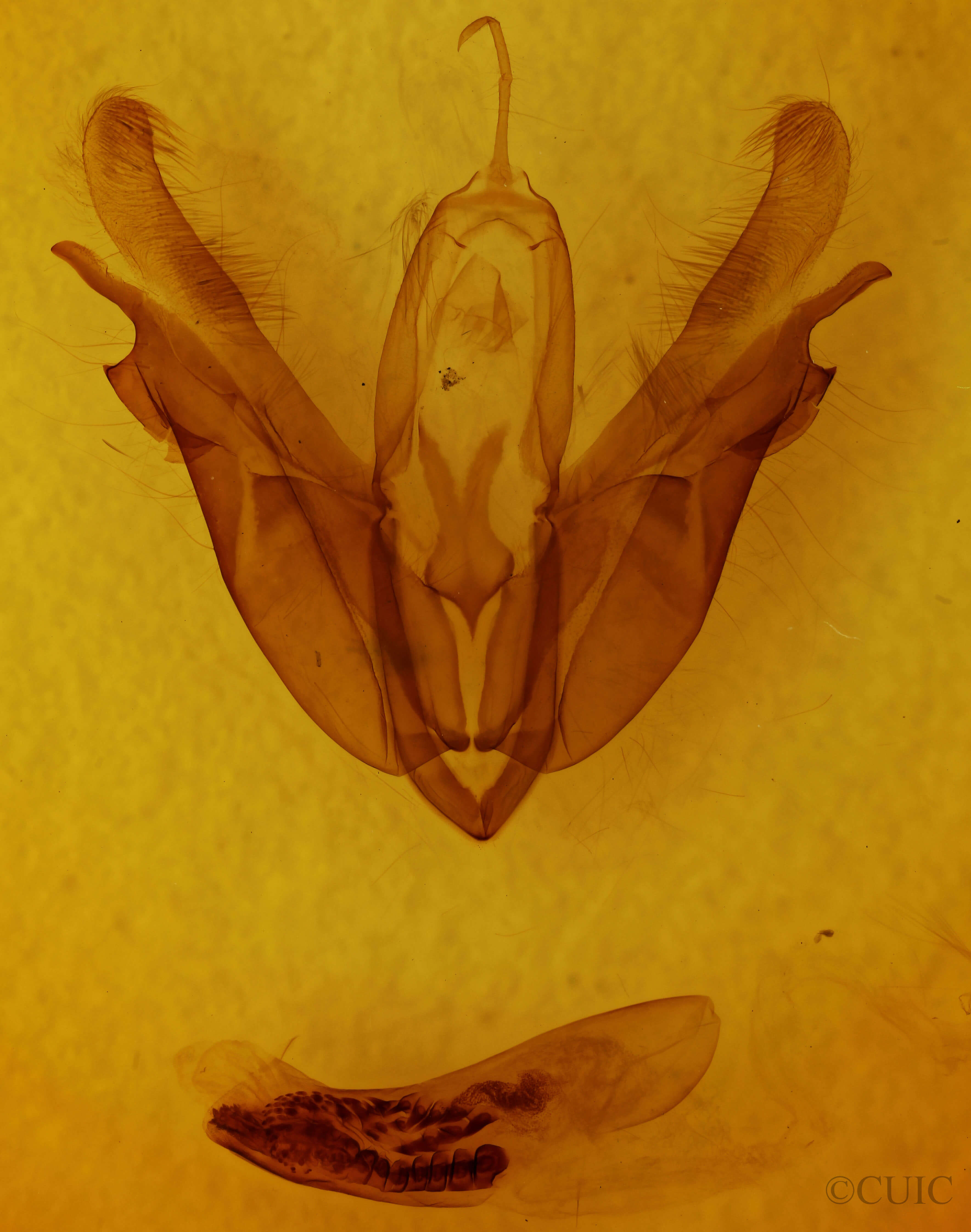 genitalia view of adult Acronicta morula