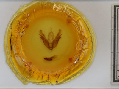 slide view of adult Acronicta morula