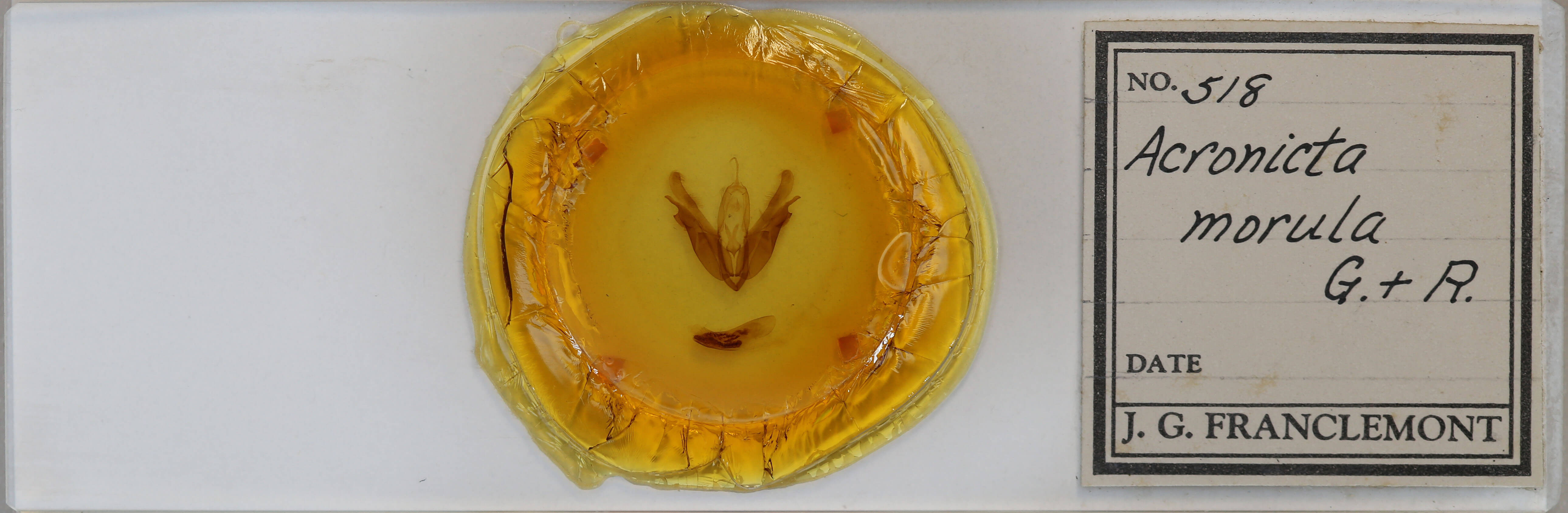 slide view of adult Acronicta morula