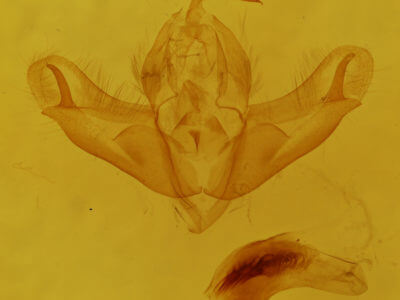 genitalia view of adult Acronicta noctivaga