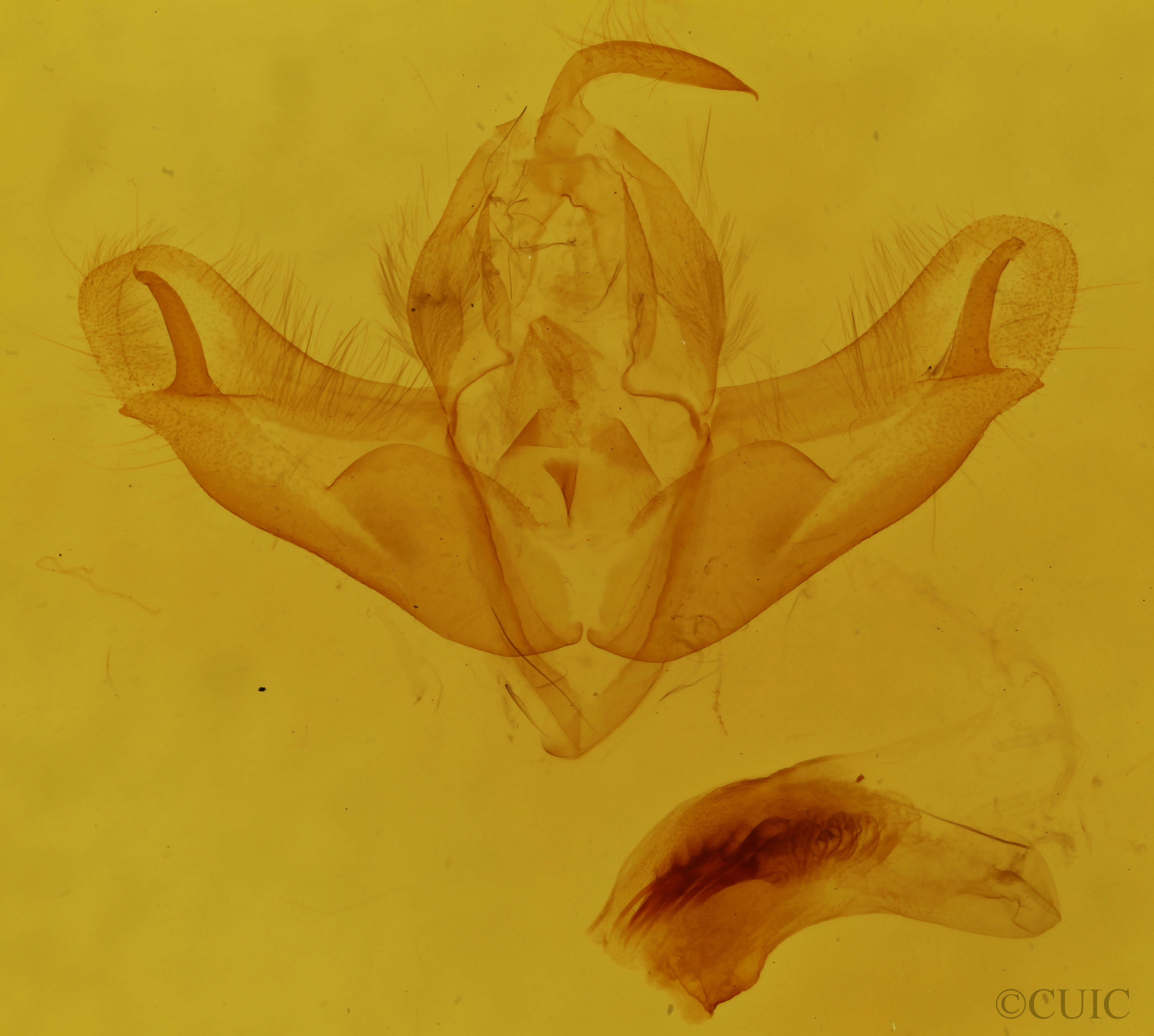 genitalia view of adult Acronicta noctivaga