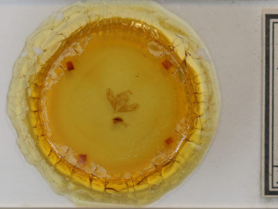 slide view of adult Acronicta noctivaga