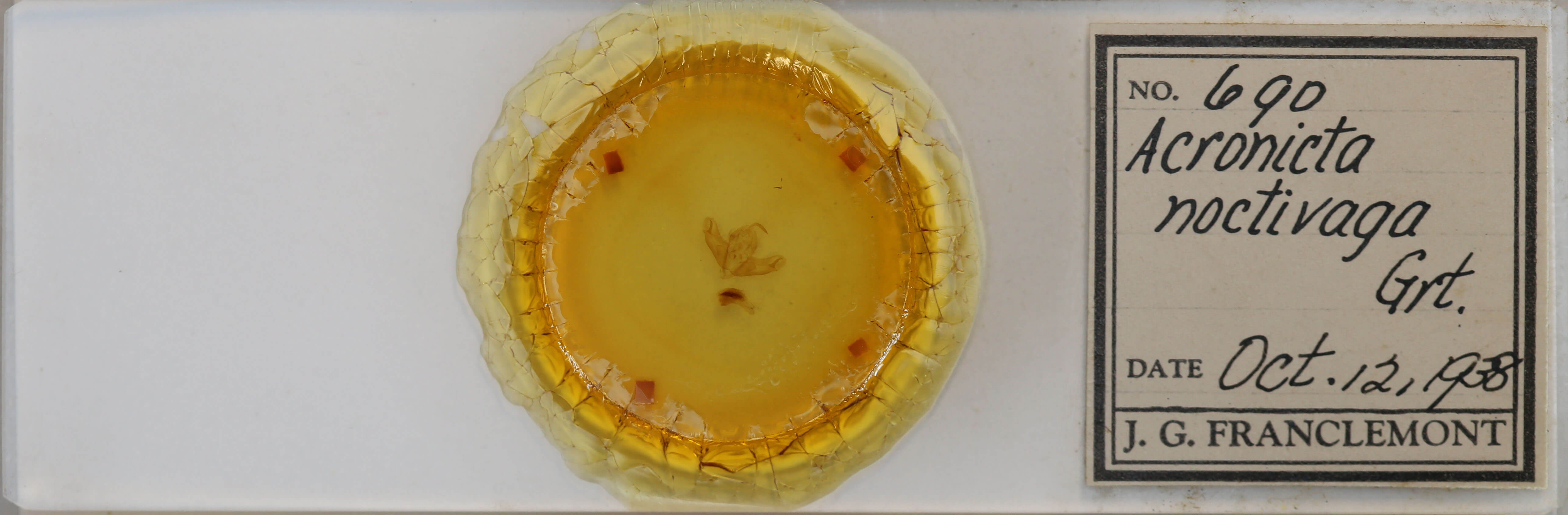 slide view of adult Acronicta noctivaga