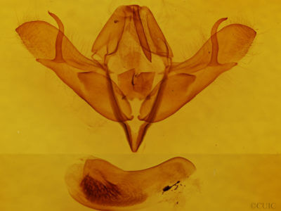 genitalia view of adult Acronicta oblinita