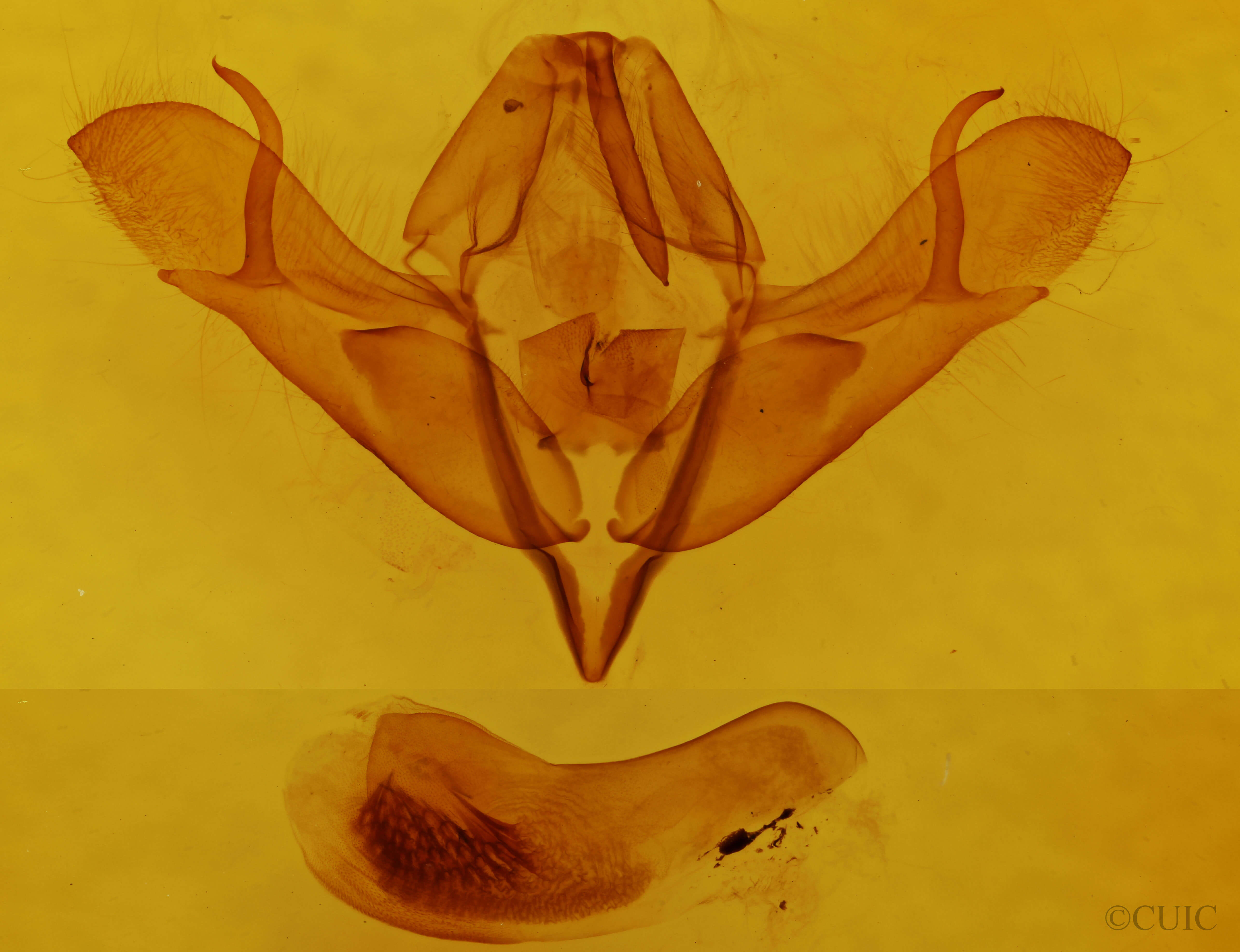genitalia view of adult Acronicta oblinita