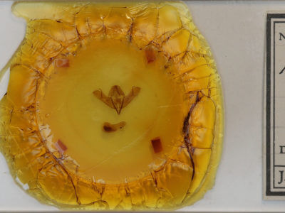 slide view of adult Acronicta oblinita