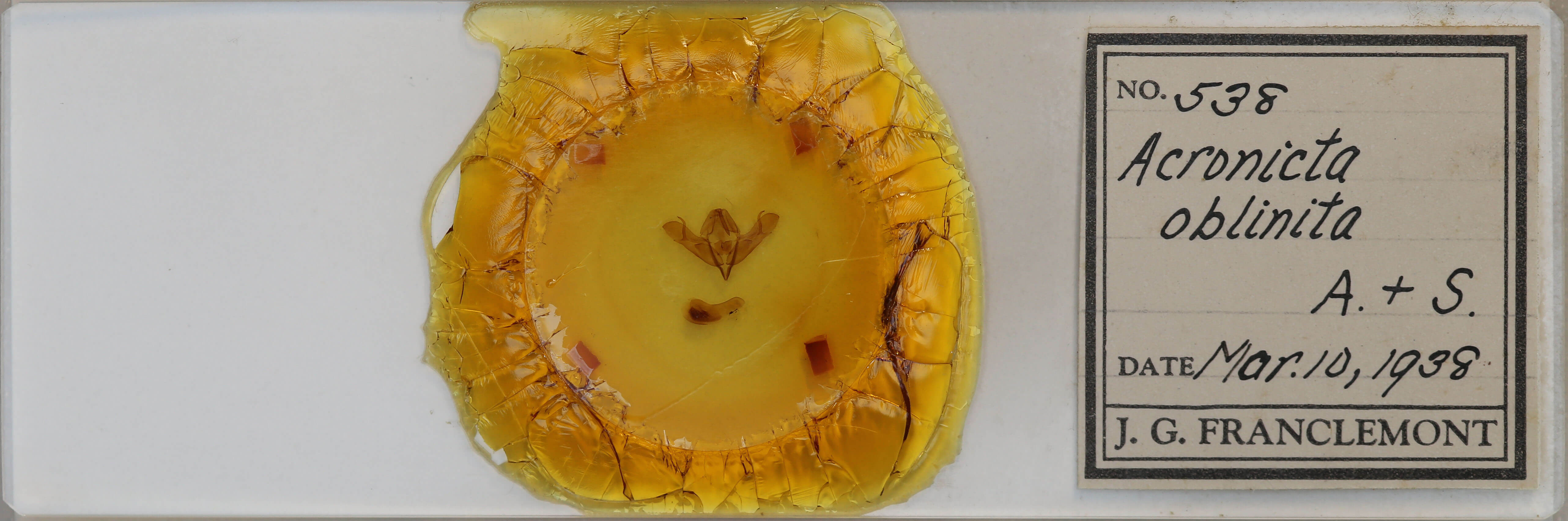 slide view of adult Acronicta oblinita