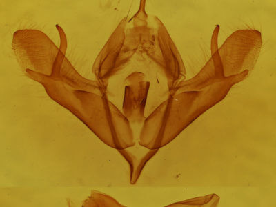 genitalia view of adult Acronicta oblinita