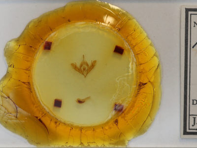 slide view of adult Acronicta oblinita