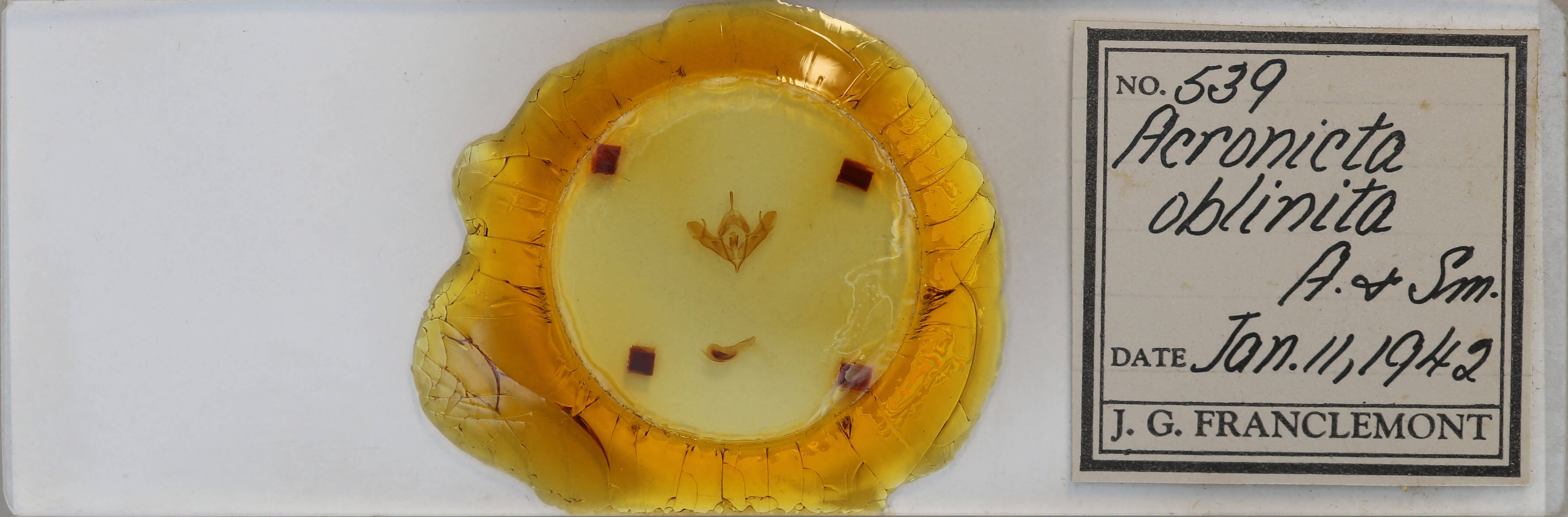 slide view of adult Acronicta oblinita