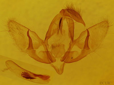 genitalia view of adult Acronicta lepusculina