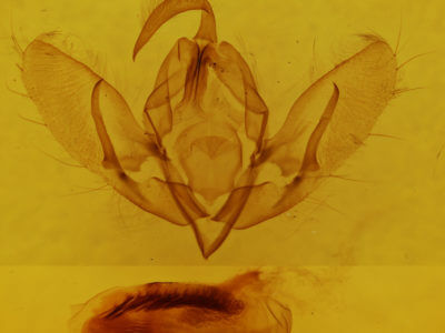 genitalia view of adult Acronicta rubricoma
