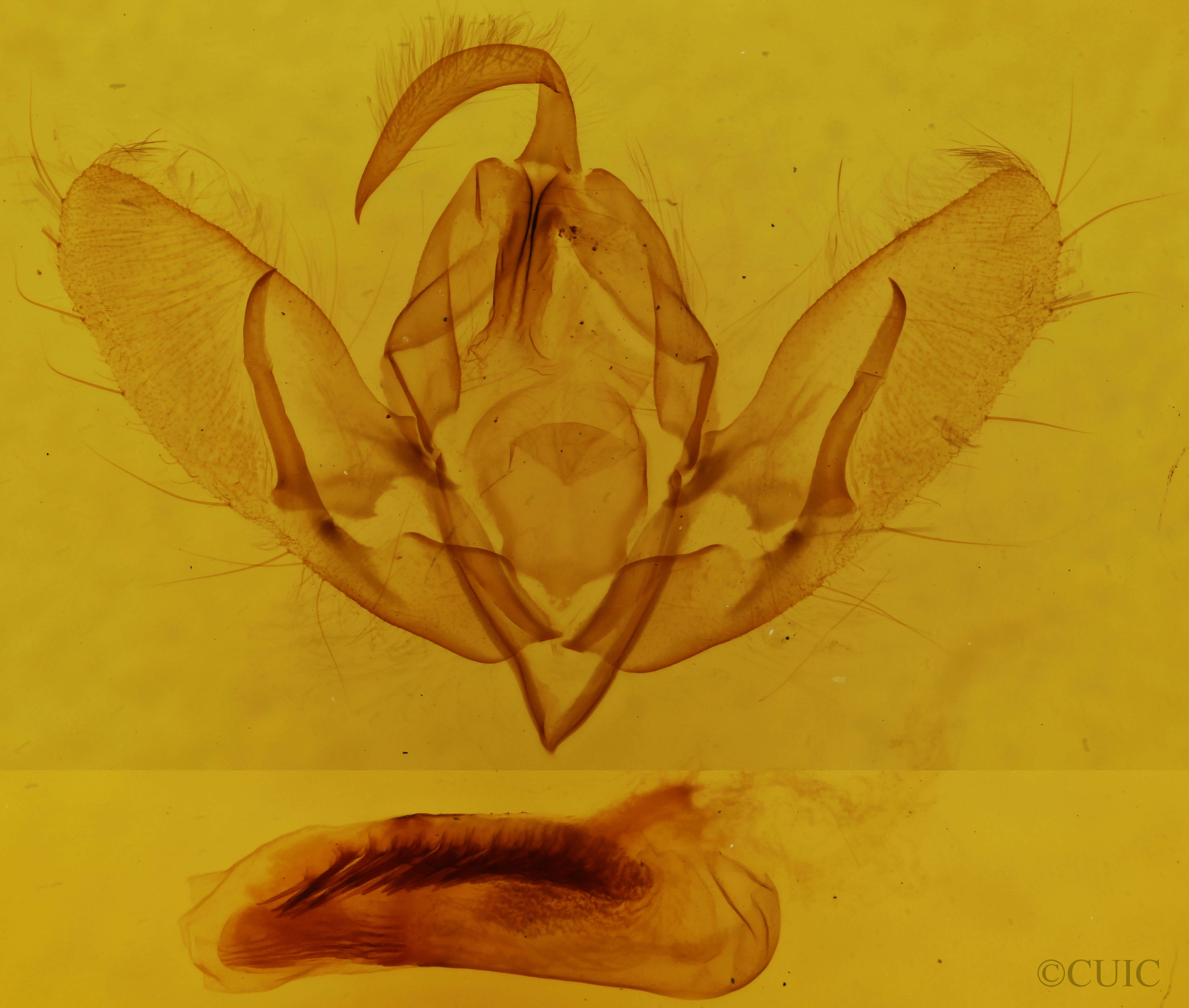 genitalia view of adult Acronicta rubricoma