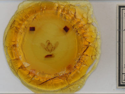 slide view of adult Acronicta rubricoma