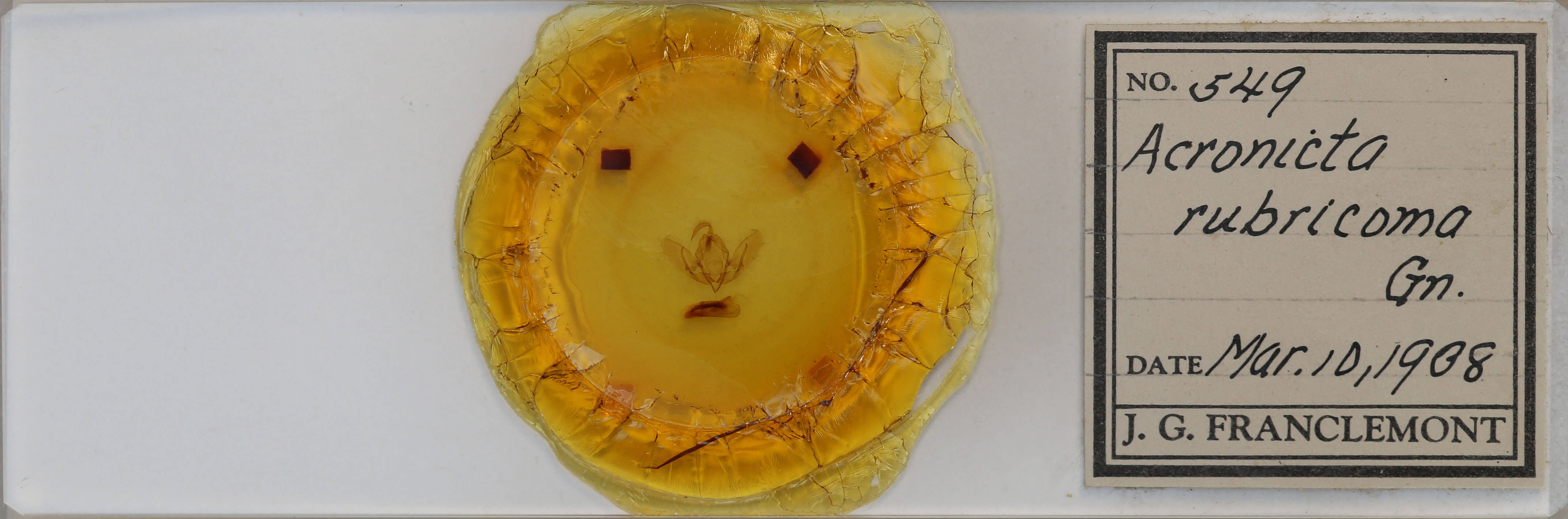 slide view of adult Acronicta rubricoma