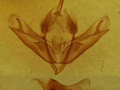 genitalia view of adult Acronicta sperata