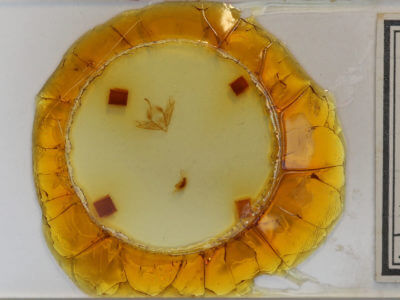 slide view of adult Acronicta sperata