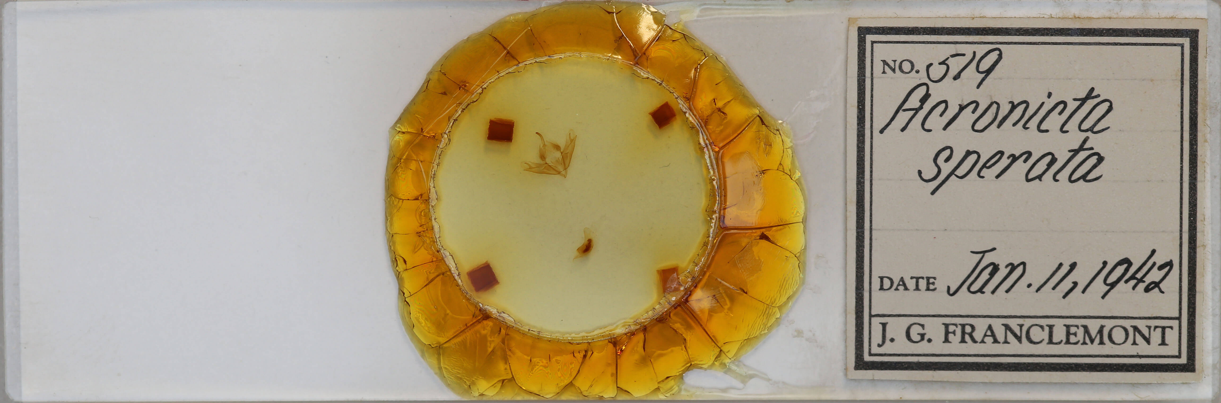 slide view of adult Acronicta sperata