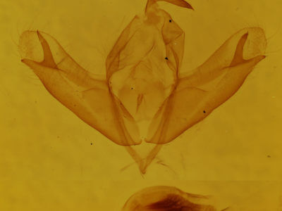 genitalia view of adult Acronicta sperata