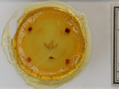 slide view of adult Acronicta sperata