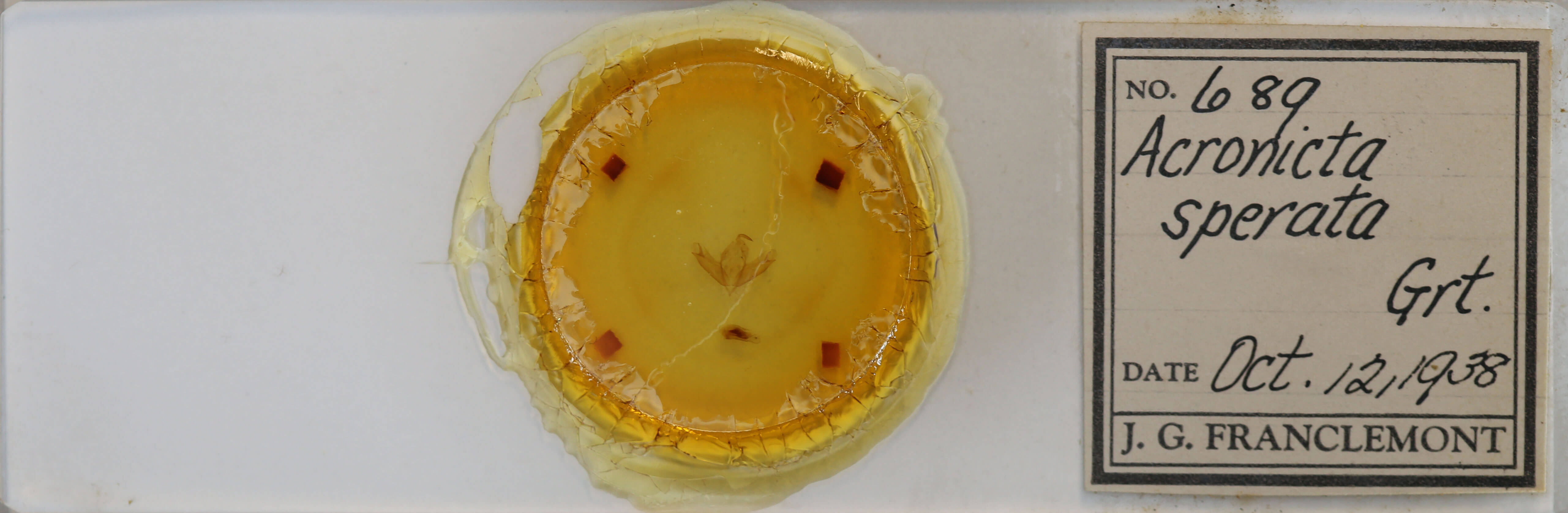 slide view of adult Acronicta sperata