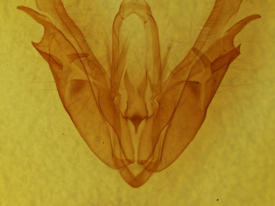genitalia view of adult Acronicta superans