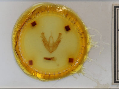 slide view of adult Acronicta superans