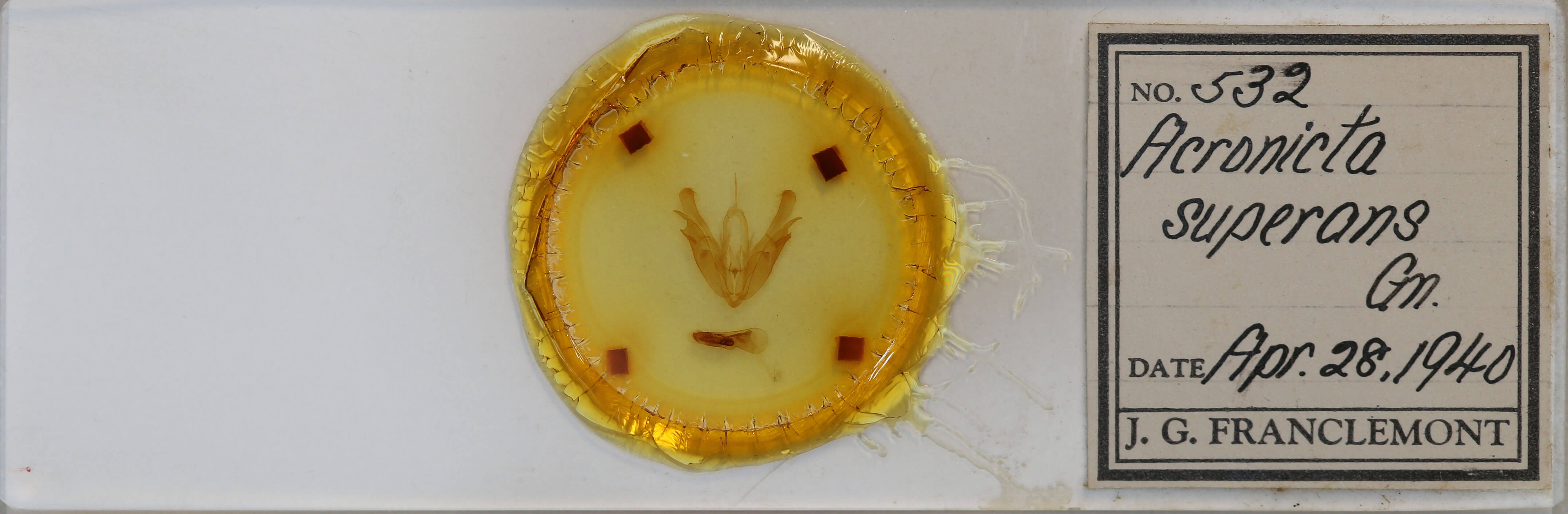 slide view of adult Acronicta superans