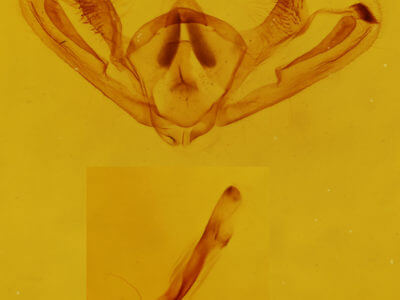 genitalia view of adult Aethalura intertexta