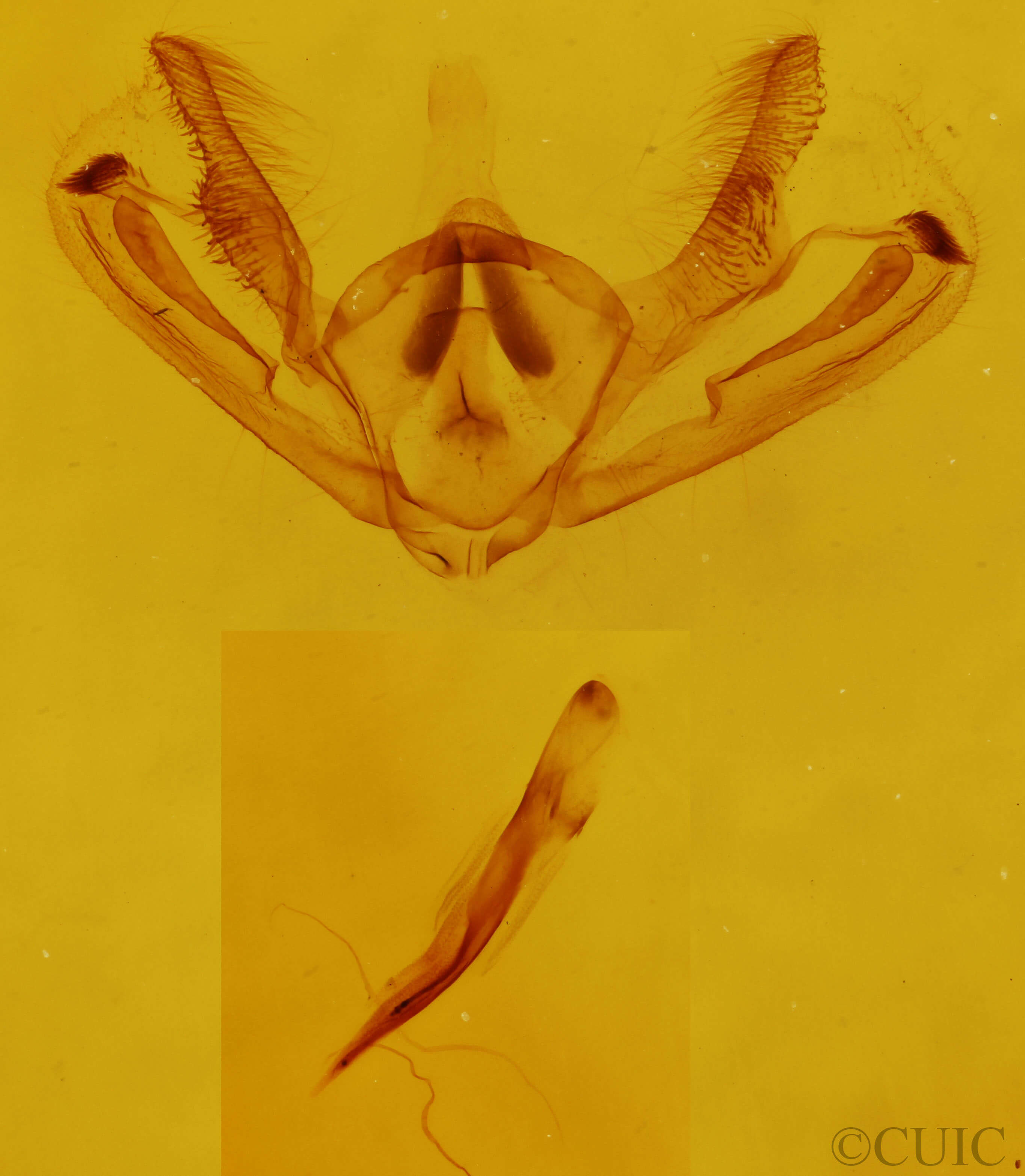 genitalia view of adult Aethalura intertexta