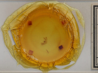 slide view of adult Aethalura intertexta