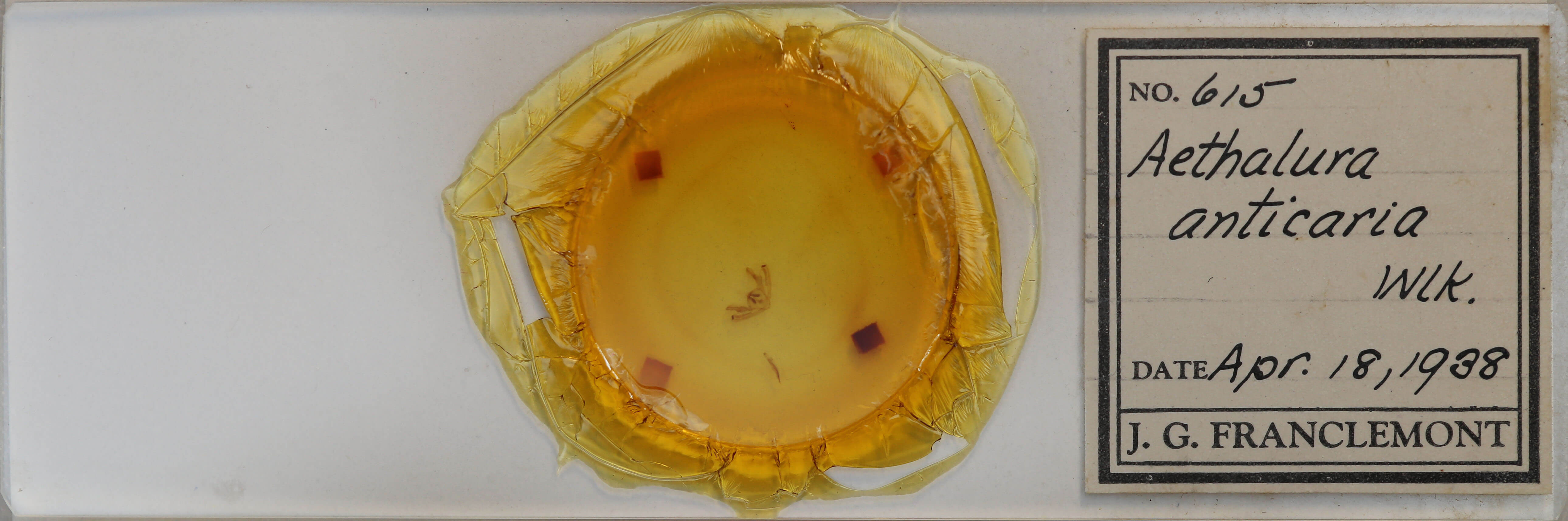 slide view of adult Aethalura intertexta