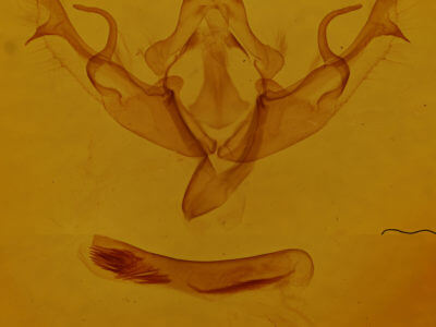 genitalia view of adult Agrochola pulchella