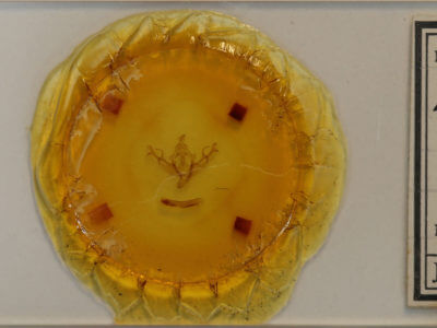 slide view of adult Agrochola pulchella