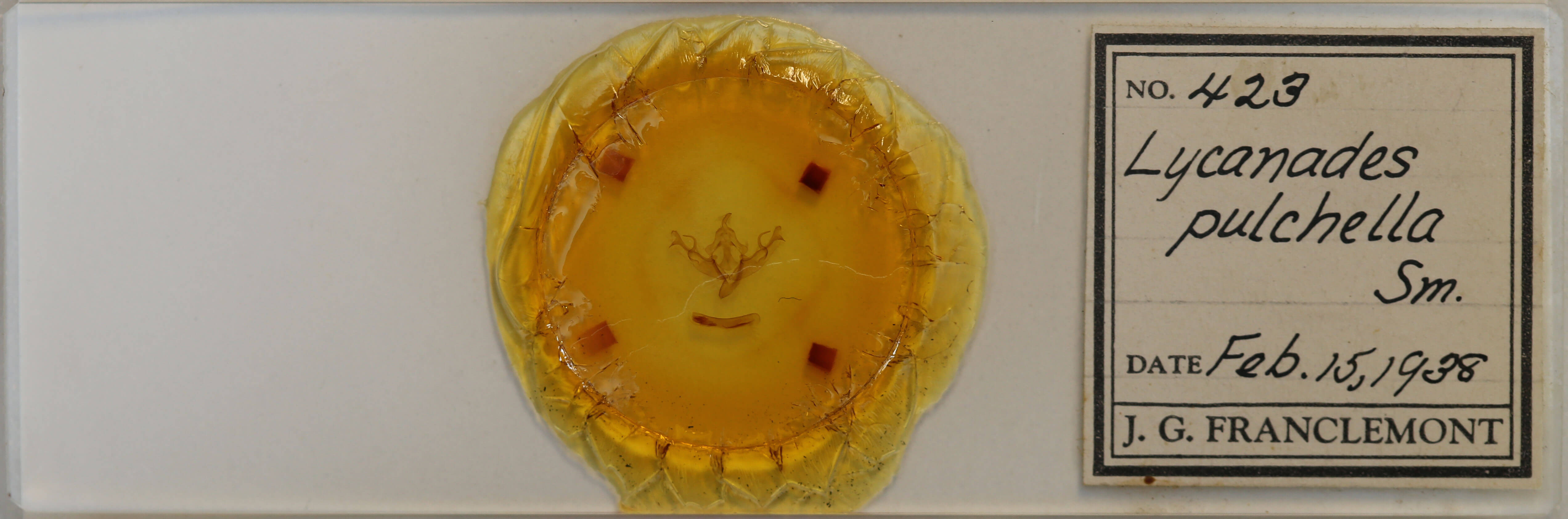 slide view of adult Agrochola pulchella