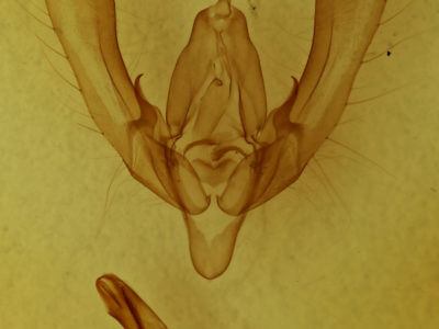 genitalia view of adult Anaplectoides prasina