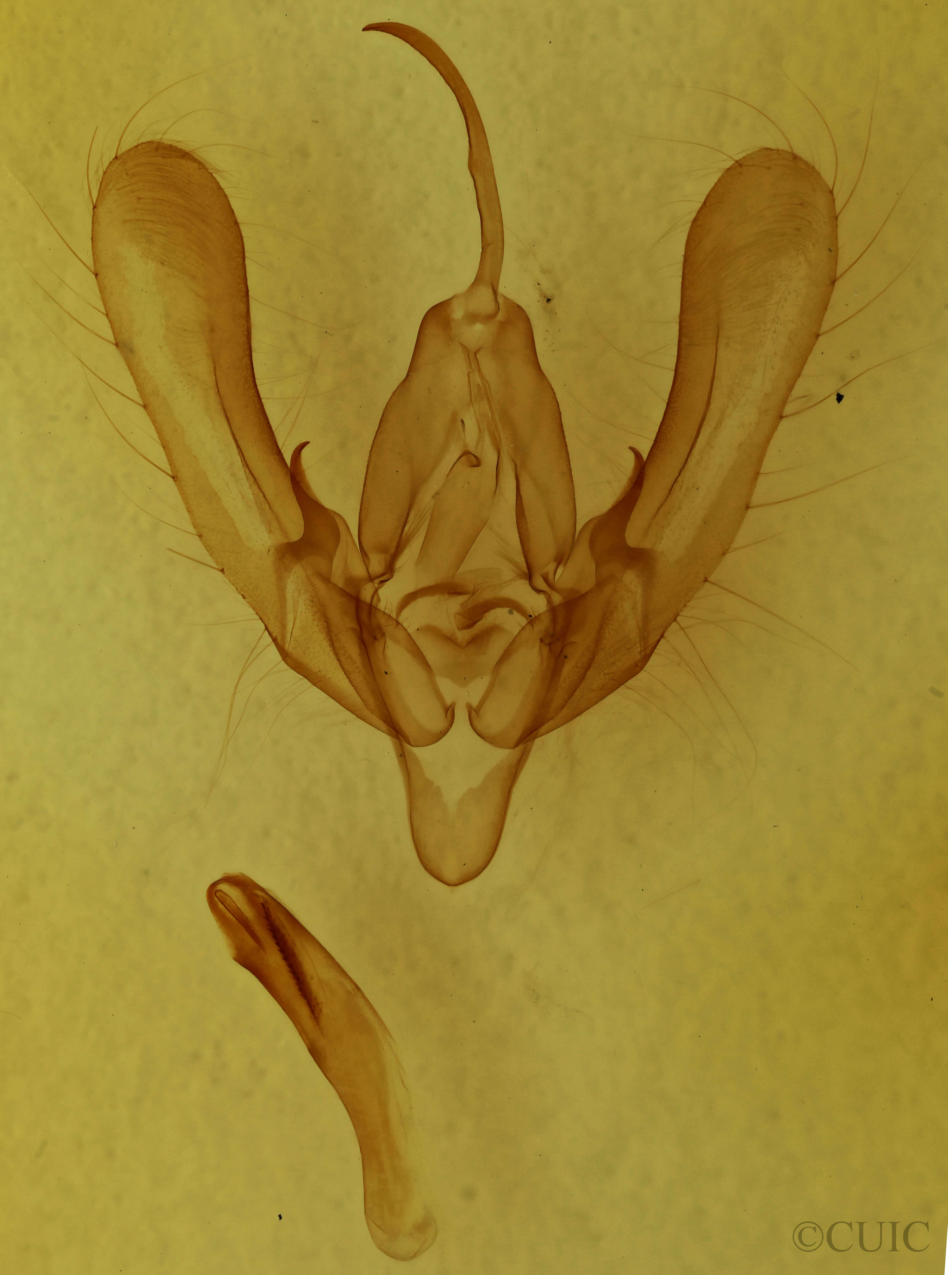 genitalia view of adult Anaplectoides prasina