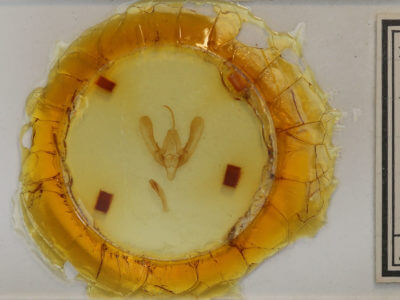 slide view of adult Anaplectoides prasina