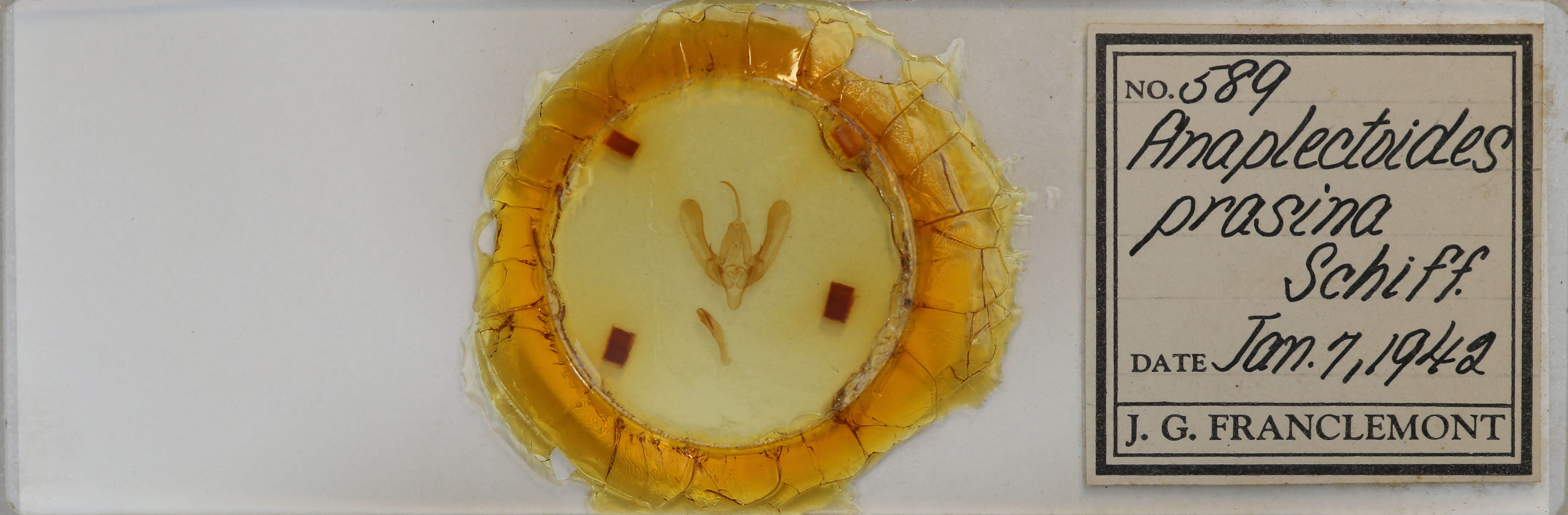 slide view of adult Anaplectoides prasina