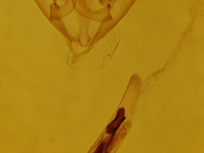 genitalia view of adult Boarmiini