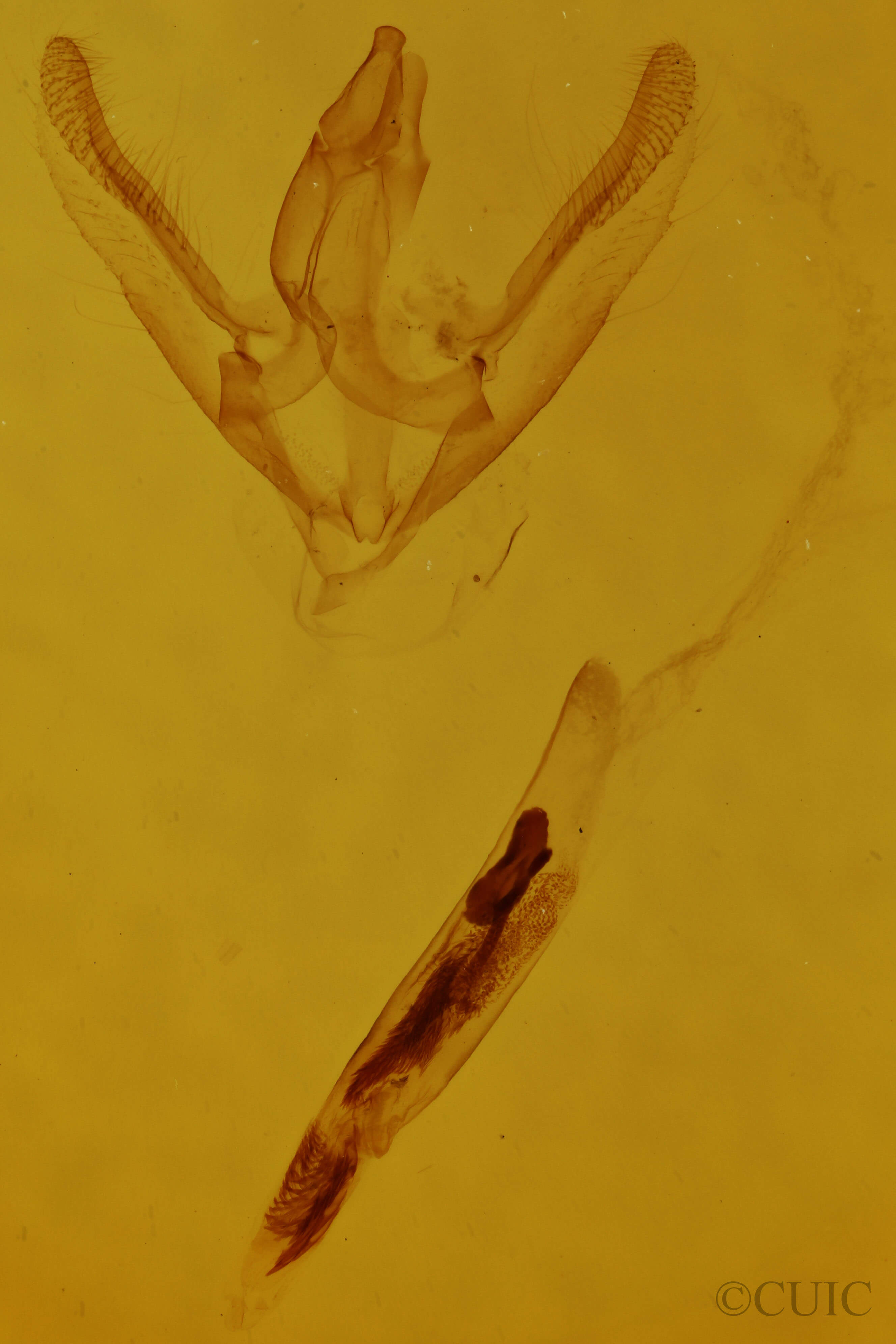 genitalia view of adult Boarmiini